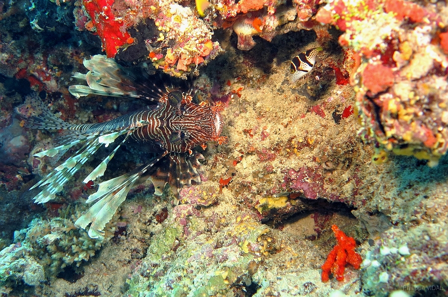 IMG_0273rc_Maldives_Madoogali_Poisson lion ou Rascasse volante ou Rascasse poule Pterois volitans.jpg